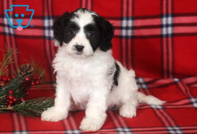 Annabell Cavapoo image