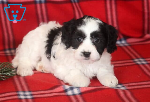 Annabell Cavapoo2 image