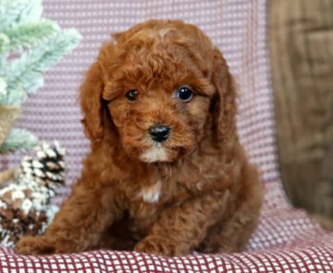 Adorable red Toy Poodle puppy sitting on a maroon-and-white checkered blanket, with soft curls framing its face and a tiny white patch on its chest, surrounded by frosted pinecones and winter greenery.