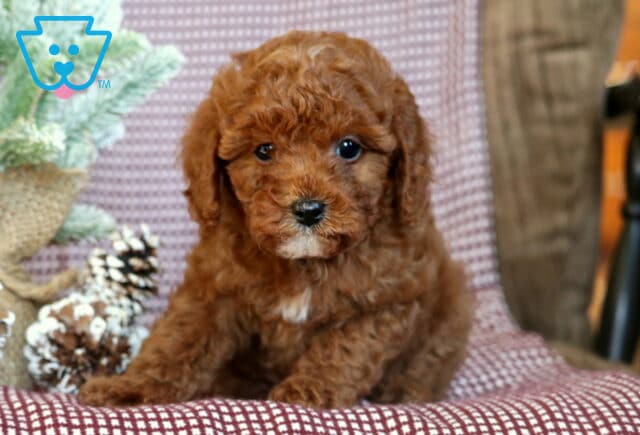 Adorable red Toy Poodle puppy sitting on a maroon-and-white checkered blanket, with soft curls framing its face and a tiny white patch on its chest, surrounded by frosted pinecones and winter greenery. image