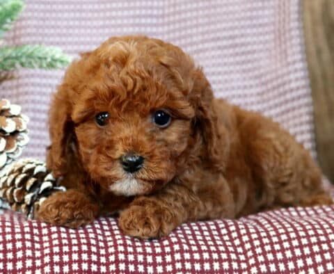 Annabell Toy Poodle2