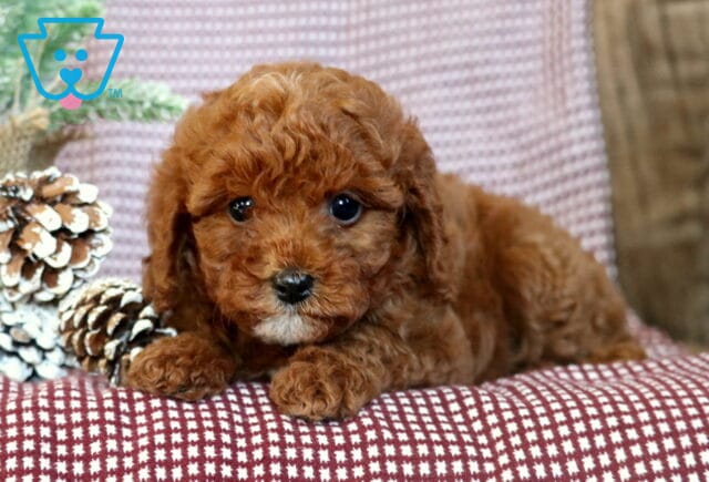 Sweet red Toy Poodle puppy lying on a maroon-and-white checkered blanket, looking up with big dark eyes, with frosted pinecones and winter greenery beside it. image