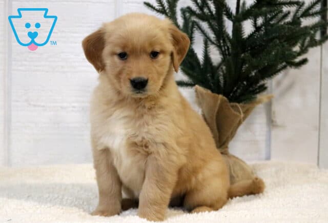 Annabella Golden image