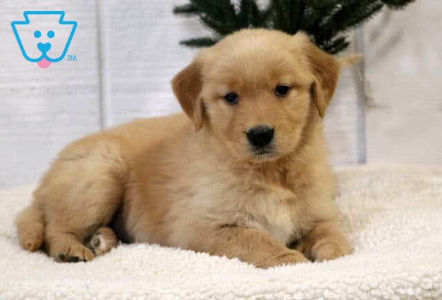 Annabella Golden2 image