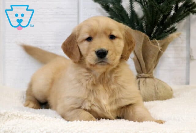 Golden Retriever puppy lying on a soft white blanket, posing calmly with fluffy golden fur and sweet dark eyes, with a small potted evergreen tree in the background. image