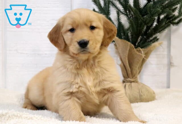 Fluffy Golden Retriever puppy sitting on a soft white blanket, looking sweetly at the camera with warm golden fur and a small evergreen tree wrapped in burlap behind it. image