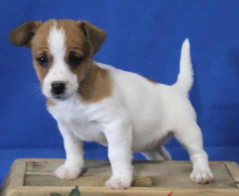 Jack Russell mix puppy standing alert on a wooden crate, white coat with brown patches and a white blaze on the face, tail held upright against a bright blue studio background.