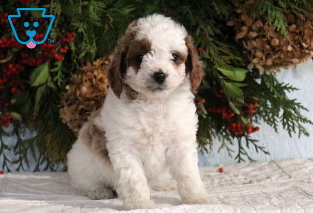 Cute Cavapoo puppy sitting upright with fluffy white fur and brown ears in front of a holiday greenery setup image