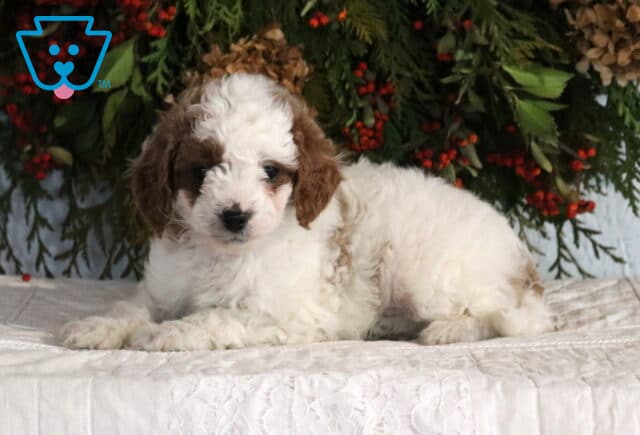 Fluffy Cavapoo puppy with a curly white and light brown coat lying on a white quilted blanket in front of greenery, looking sweet and relaxed. image