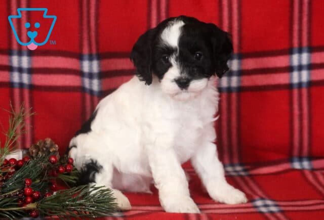 Black and white Cavapoo puppy sitting on a red plaid blanket, with a fluffy coat, white blaze on the face, floppy ears, and holiday greenery beside the pup. image