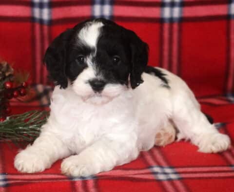 Arthur Cavapoo2