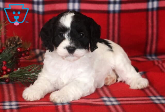 Black and white Cavapoo puppy lying on a red plaid blanket, featuring a fluffy white coat, black ears, a white blaze down the face, and festive greenery nearby. image
