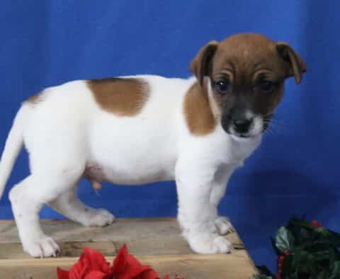 Jack Russell mix puppy standing sideways on a wooden crate, white coat with brown patches and a darker brown face, short legs and alert expression, photographed against a bright blue studio backdrop.