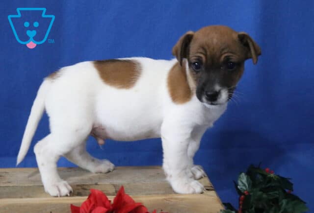 Jack Russell mix puppy standing sideways on a wooden crate, white coat with brown patches and a darker brown face, short legs and alert expression, photographed against a bright blue studio backdrop. image