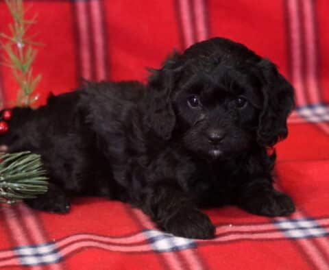Solid black Cavapoo puppy lying on a red plaid blanket, with a fluffy curly coat, dark expressive eyes, and festive holiday greenery beside the puppy.