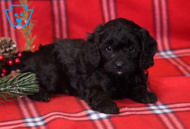 Ashley Cavapoo image