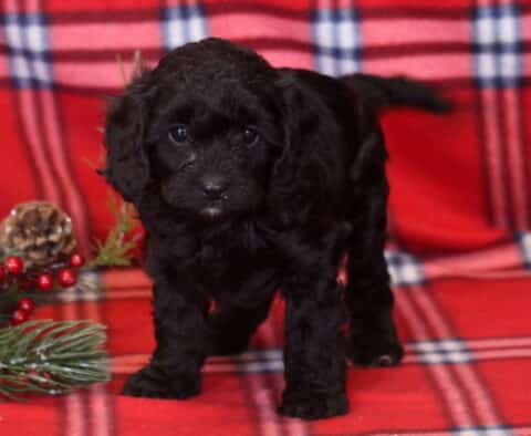 Ashley Cavapoo2