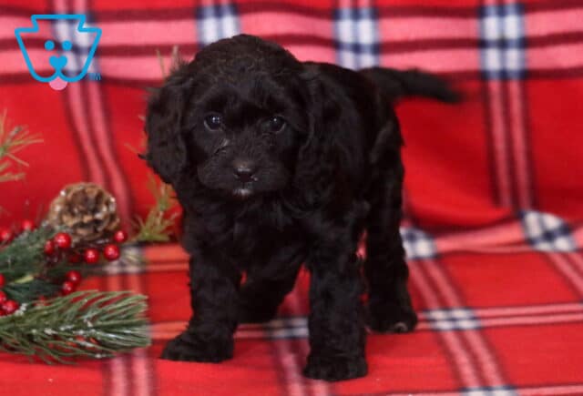 Ashley Cavapoo2 image