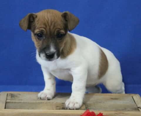 Jack Russell mix puppy standing on a wooden crate, white body with brown head and patch on the side, floppy ears and gentle expression against a blue studio background.