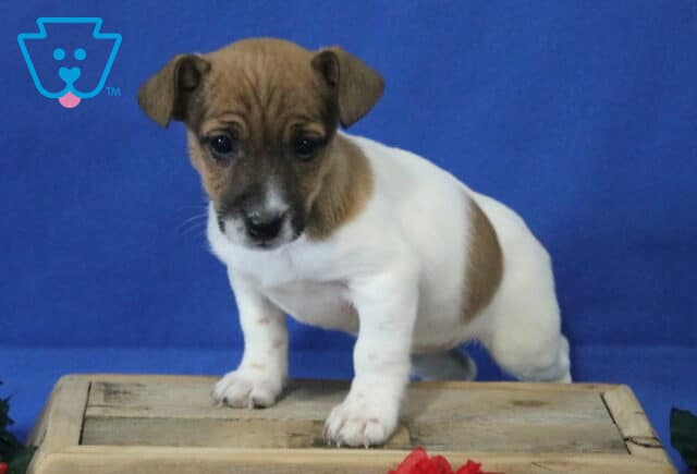Jack Russell mix puppy standing on a wooden crate, white body with brown head and patch on the side, floppy ears and gentle expression against a blue studio background. image