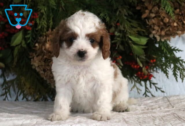 Adorable Cavapoo puppy with a soft white coat and brown markings sitting alert on a white blanket with natural greenery backdrop. image
