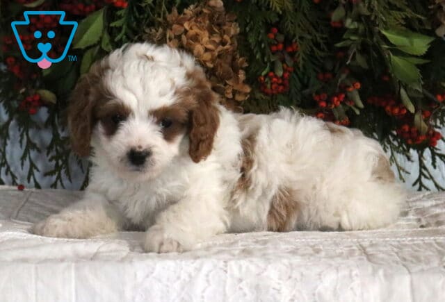 Sweet Cavapoo puppy resting on a white quilt, featuring a curly white coat with light brown patches and a calm expression image