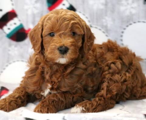 Austin Mini Goldendoodle