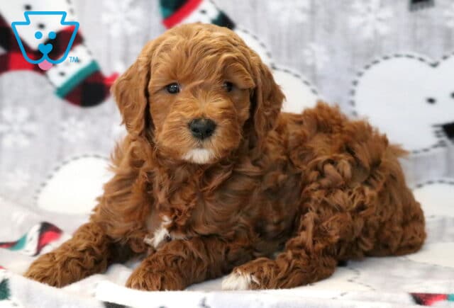 Austin Mini Goldendoodle image