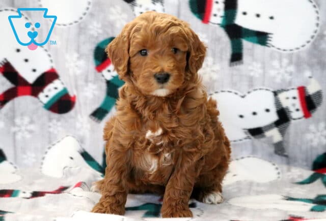 Austin Mini Goldendoodle2 image