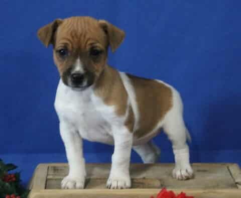 Jack Russell mix puppy standing alert on a wooden crate, white coat with brown head and large brown patch on the back, floppy ears and bright eyes against a blue studio backdrop.