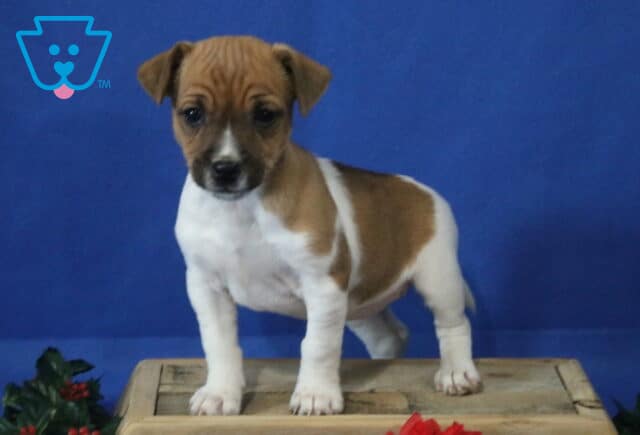 Jack Russell mix puppy standing alert on a wooden crate, white coat with brown head and large brown patch on the back, floppy ears and bright eyes against a blue studio backdrop. image