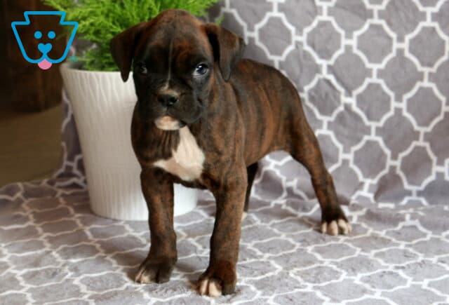 Baby Boxer image