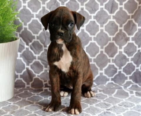 Baby Boxer2