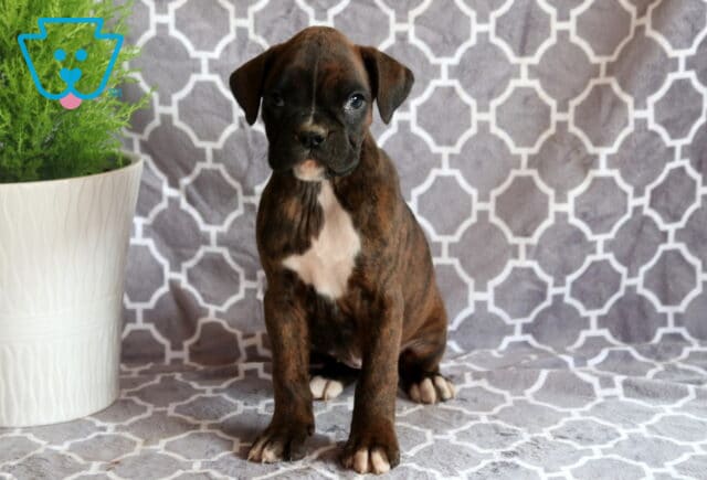 Baby Boxer2 image