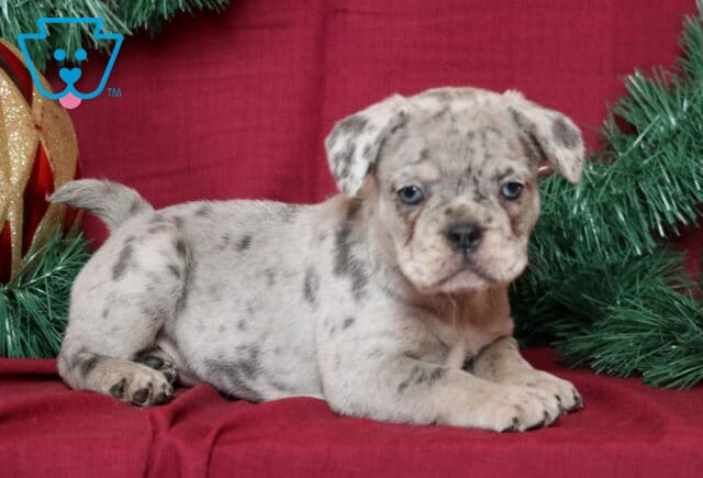 Baby French Bulldog image