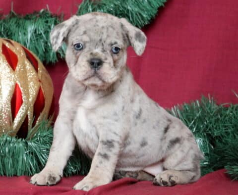 Baby French Bulldog2