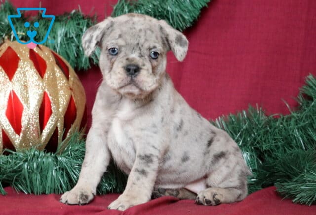 Baby French Bulldog2 image