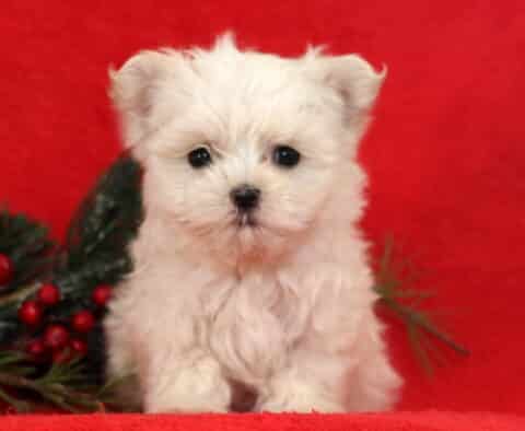 Baby Maltese