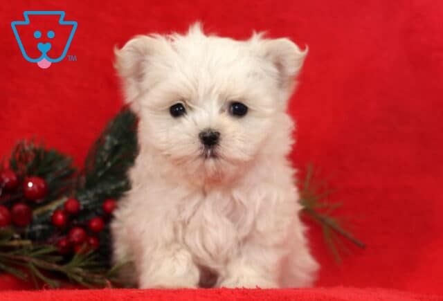 Baby Maltese image