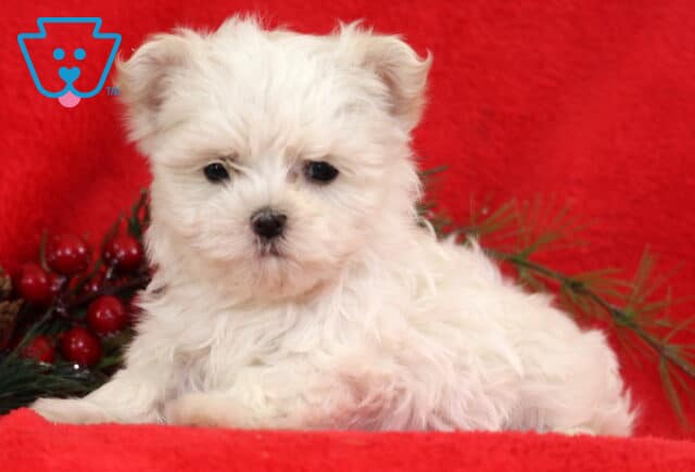 Baby Maltese2 image