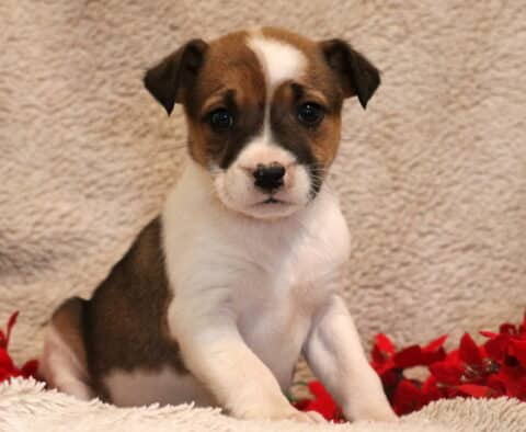 Babycakes Border Collie MIx