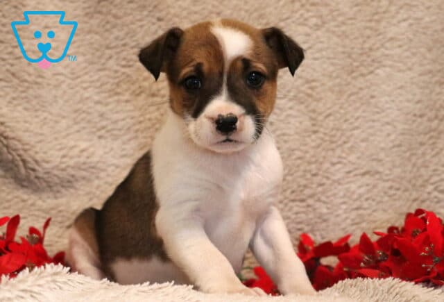 Babycakes Border Collie MIx image