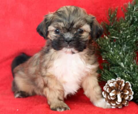 Babycakes Shih Tzu