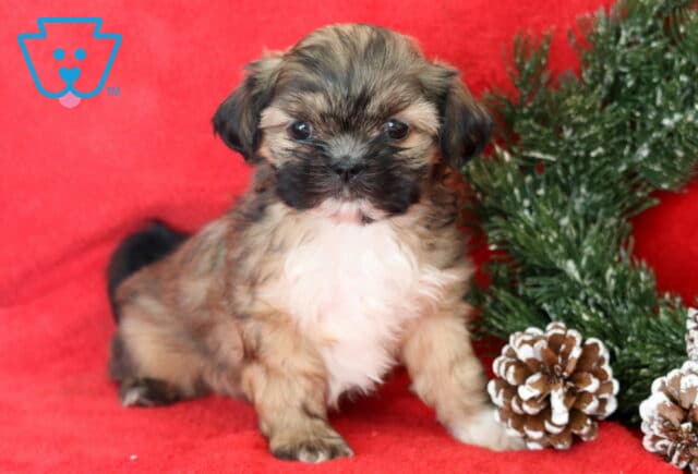 Babycakes Shih Tzu image