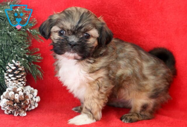 Babycakes Shih Tzu2 image