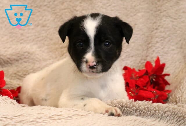 Barker Border Collie Mix image