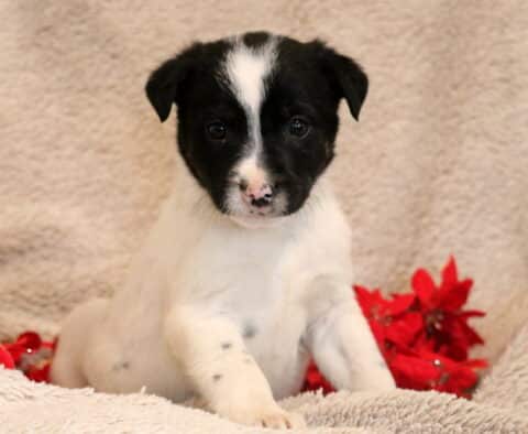 Barker Border Collie Mix2