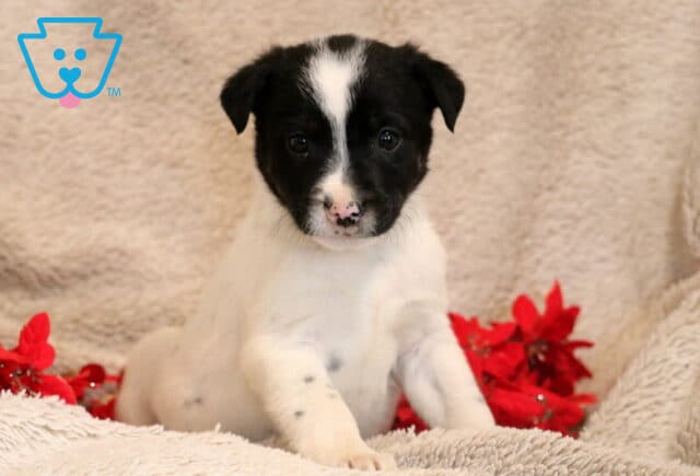 Barker Border Collie Mix2 image