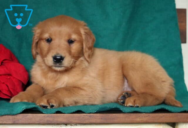 Golden Retriever puppy lying on a green blanket beside a red poinsettia, looking calmly at the camera with soft golden fur and a relaxed pose. image