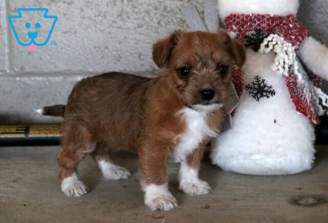 Bean Jackapoo2 image